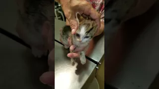 Double decker cuterebra removal on Lori the kitten.