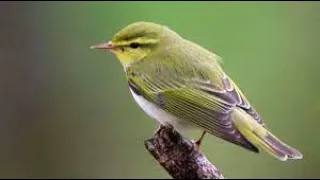 Nature Sound Relaxation-Soothing Forest Birds Singing-Relaxing Sleep-Bird Chirping Sounds