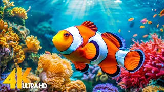 Aquarium 4K VIDEO (ULTRA HD) 🐠 Beautiful Coral Reef Fish - Relaxing Sleep Meditation Music #79