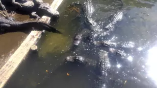 Alligators 4K