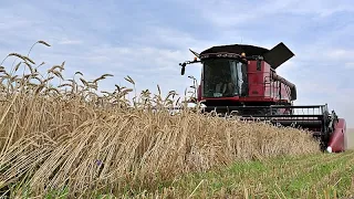 La UE pone fin a las restricciones a la importación del grano ucraniano