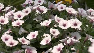 Southern Gardening TV - April 10, 2013 - Supertunias