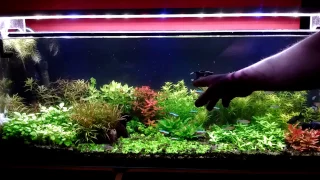 Fosfor - azot - żelazo - uczę się nawozić akwarium roślinne / epoka akwariowa