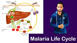 Malaria parasite life cycle ( Complete Explain )