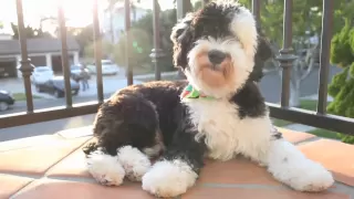 Mini Sheepadoodle - Kean