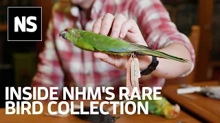 Auk eggs, Darwin's finches and a mummified falcon: Inside NHM's rare bird archive