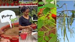 Grow Moringa tree in pot at home | सहजन / Drumstick ko gamle main kaise lagayein