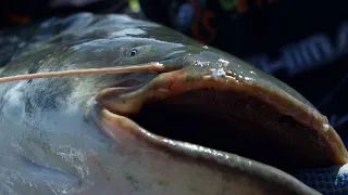 San Diego River Catfish