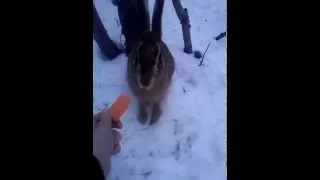 Feeding a wild rabbit (Lepus europaeus) in the city