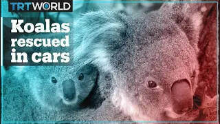 Volunteers in Australia use their cars to rescue koalas