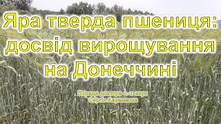 Досвід вирощування ярої твердої пшениці на Донеччині