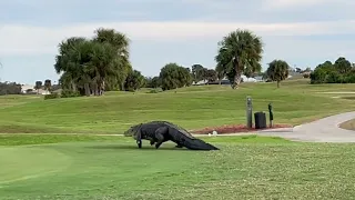 Massive alligator taking a stroll