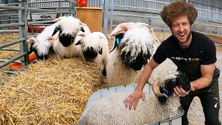 Have you ever seen a sheep take a bath? |  Swiss Valais Blacknose