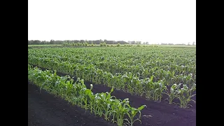 Louden Farms sweet corn July 4