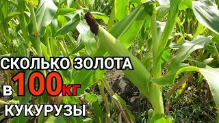 ЗОЛОТО СО 100кг КУКУРУЗЫ  ЗОЛОТО ИЗ КУКУРУЗЫ