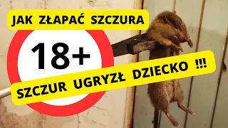 Szczur ugryzł dziecko - jak złapać szczura - wigo serwis tv