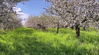 ПЕНИЕ ПТИЦ В ЯБЛОНЕВОМ САДУ, ДАЮЩЕЕ ЭНЕРГИЮ СЧАСТЬЯ И ЗДОРОВЬЯ,ИСЦЕЛЕНИЕ ОТ ХАНДРЫ.