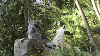 Beautiful Wolf Howl Duet