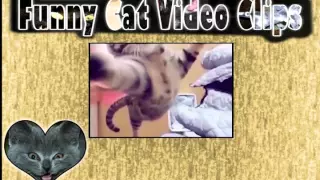 Funny Cats Compilation 2014 | HD Funny Cat Videos 2014 | Funny Cat Video Clips 2014