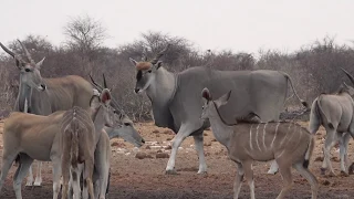 Day in Etosha 4K - Safari Trip to Etosha National Park, Namibia