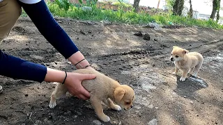 Original record of rescuing stray puppies from roadside garbage