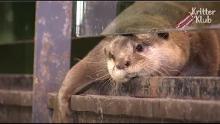 Baby Otter Always Wants To Tag Along With A Girl Who Saved His Life | Kritter Klub