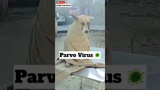 Parvo Virus Treatment 🦠 |#160 | #shorts #minivlog #dog