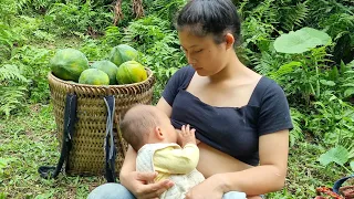 Harvesting papaya to sell. Growing pumpkins and melons - the life of mother and daughter