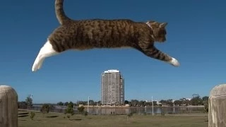 PURRKOUR - Didga the parkour Cat