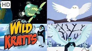 Wild Kratts 🐦🌨️🦉 Winter Flight ❄ Happy Holidays! ❄ Kids Videos