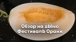 Обзор на дыню Фестиваль Оранж