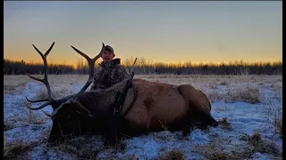 300 Weatherby Vs Bull Elk