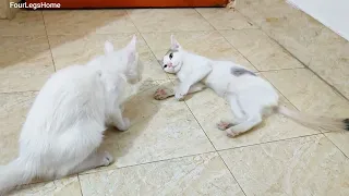 Kittens fighting