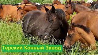 Экскурсия на Терский Конный Завод из Кисловодска (июнь 2023)
