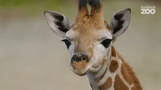 Meet weeks' old giraffe calf Jabali!