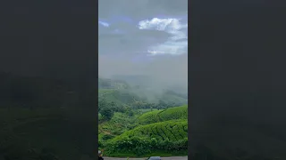 Munnar tea garden kerala #munnar #kerala #teagarden #youtubeshorts #shorts #travel