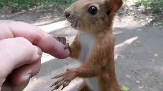 Кормлю Глазастика / Feeding a big-eyed squirrel