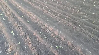 Посіви соняшника,які проведені сівалкою Кляйн Мультікорн 17 мая 2018 г.