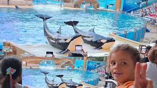 Show das baleias Orcas em Orlando #seaworld #diversão  #shorts #baleias #youtubekids