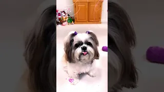 Shih Tzu really likes treats 🍖😂 Lacey dog cute tricks 🐾 #shorts #shihtzu #dogtreats