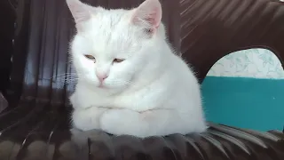 white Cat want sleep