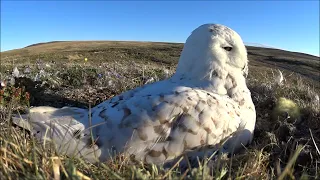 Snowy owls: slow living
