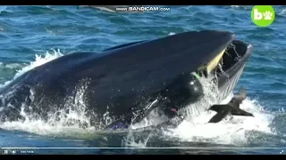 Новости .Приколы.Фотограф чудом выжил после попадания в пасть кита !