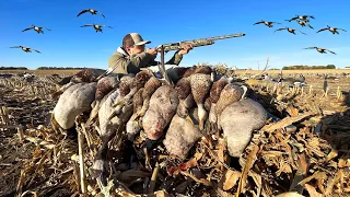 GOOSE and DUCK HUNTING a Fresh Cut Corn Field! (DUCK LIMIT)