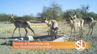 Send Water: How to help bring water to animals in need