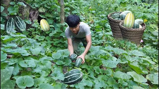 4 Months Gardening, Growing Wild Watermelon, From start to harvest go sell. 1 Year Living Off Grid