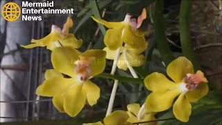 ORCHID CARE, How to Make ORCHIDS REBLOOM ,FLOWER AGAIN!