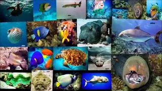 Red sea underwater video for fish sharm el sheikh//23