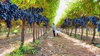 LA FRUTA MAS EXÓTICA POCO CONOCIDA 😱ASI LUCE LA UVA MAS EXTRAÑA SEGURO QUERRÁS PROBARLA 🍇