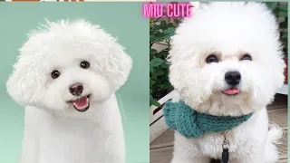 Tik Tok Chó Phốc Sóc Mini 😍🐶 Cute Dog Pomeranian #shorts #17